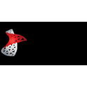 Logo of Microsoft SQL Server 2017 Web on Windows Server 2019