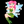 Logo of PHPixie